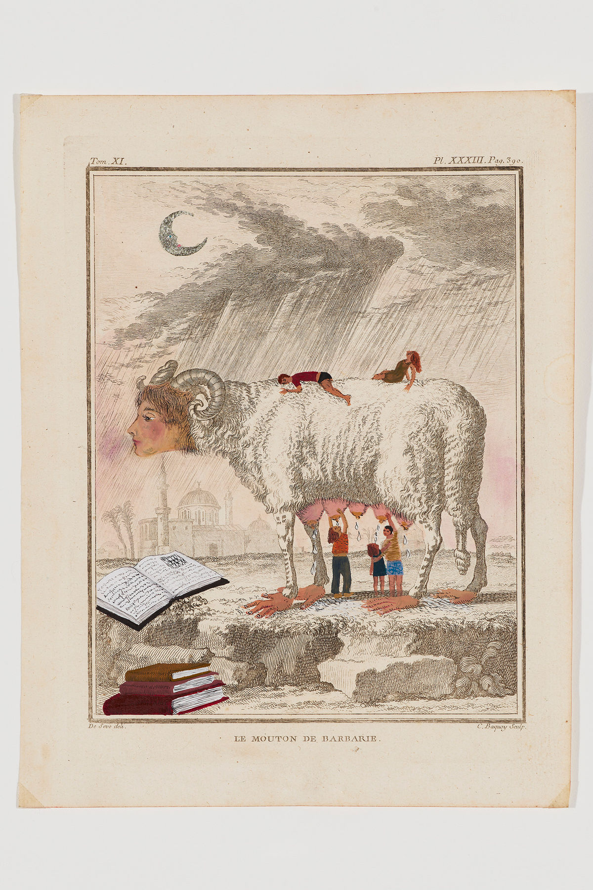 LE MOUTON DE BARBARIE 2023